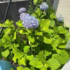 無料🌸挿木用の枝採り放題🌸紫陽花　あじさい　⚠️花の受付は終了し...