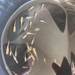 MIXメダカ　成魚　産卵中　10匹　500円　無料レッドラムズホーンの画像