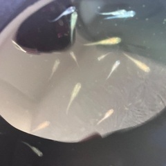 MIXメダカ　成魚　産卵中　10匹　500円　無料レッドラムズホーンの画像
