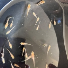 MIXメダカ　成魚　産卵中　10匹　500円　無料レッドラムズホーンの画像