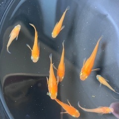 楊貴妃　めだか　メダカ　10匹　セット　成魚　レッドラムズホーン付き