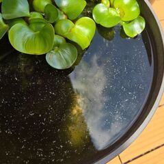 メダカの稚魚　たまご　お譲りします！
