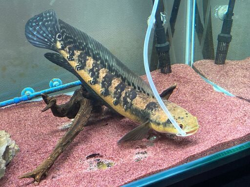 チャンナ・メラノプテルス　50㎝前後