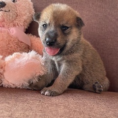 お得な豆柴くん✨総額16万円でお迎えできます✨