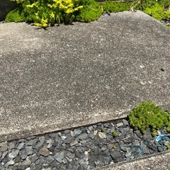 セダムの画像