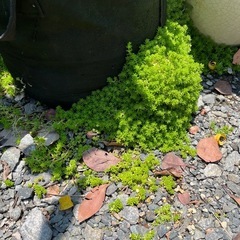セダムの画像