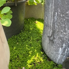 セダム