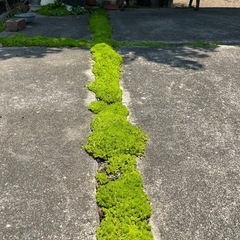 セダムの画像