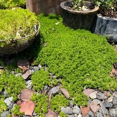 セダムの画像