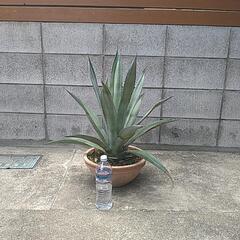 アガベ　アメリカｰナの画像