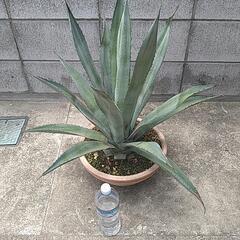 アガベ　アメリカｰナ