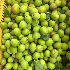 　絶賛収穫中　南高梅の青梅　1日日曜17時以降の画像