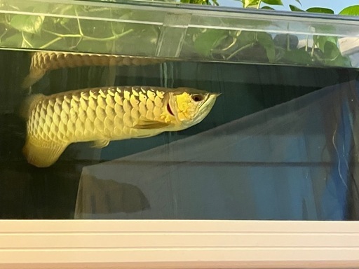 【紅尾金龍】アロワナ