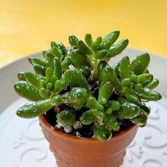 多肉植物🌱虹の玉【１寸】