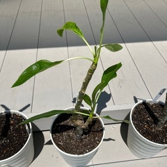 プルメリア② 鉢つき
