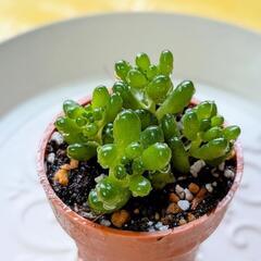 多肉植物🌱レッドベリー【１寸】