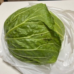 キャベツ