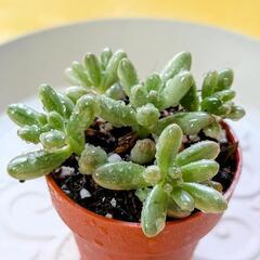 多肉植物🌱オーロラ【１寸】