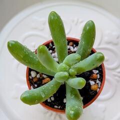 多肉植物🌱恋心【１寸】