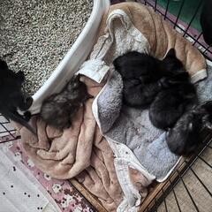 一時受け付け停止。子猫(⁠ʘ⁠ᴗ⁠ʘ⁠✿⁠)