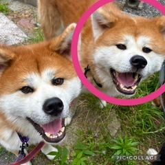 秋田犬オス2才・イブリ君