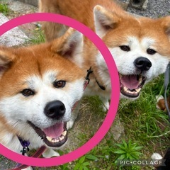 秋田犬オス2才・ガッコ君