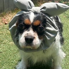 繁殖引退犬