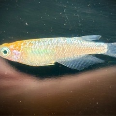 ユリシス　メダカ　若魚　現物渡しの画像