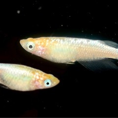 ユリシス　メダカ　若魚　現物渡しの画像