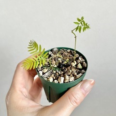 🪴エバーフレッシュ　実生苗　3株