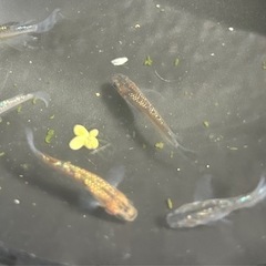 【ラスト6匹‼️】ユリサファ⭐︎1匹¥100-の画像