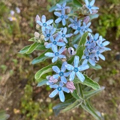 ブルースター苗差し上げます