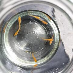 楊貴妃　メダカ　若魚　5匹　ようきひ　改良めだかの画像