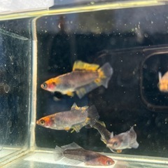 メダカ　號　
の画像