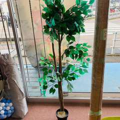 ✨部屋を明るく✨観葉植物
