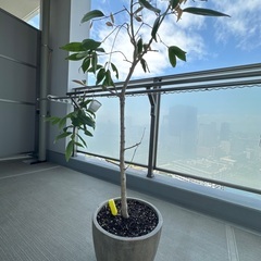 観葉植物
