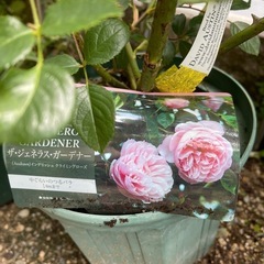 ザ・ジェネラス・ガーデナー開花株　The Generous Gardenerの画像