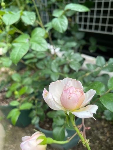 ザ・ジェネラス・ガーデナー開花株　The Generous Gardener