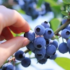 ブルーベリー狩りしませんか？