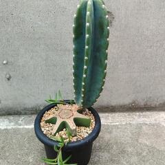 サボテン約47cm！魅力的な柱サボテンの画像