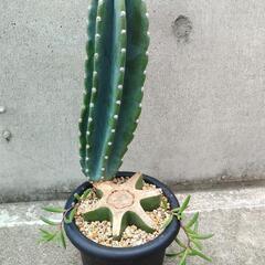 サボテン約47cm！魅力的な柱サボテン