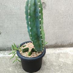 サボテン約47cm！魅力的な柱サボテンの画像