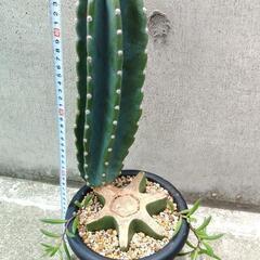 サボテン約47cm！魅力的な柱サボテンの画像