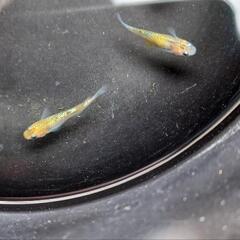 夜桜ゴールドメダカの画像