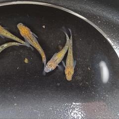夜桜ゴールドメダカの画像