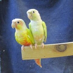 ウロコインコ　繁殖ペア販売