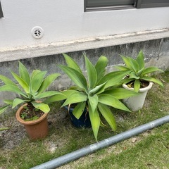 問合せ多数！観葉植物¥1000~の画像