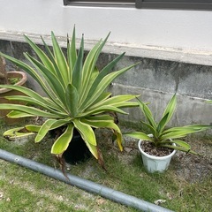 問合せ多数！観葉植物¥1000~の画像