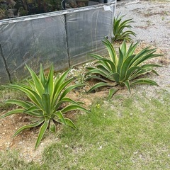 問合せ多数！観葉植物¥1000~の画像