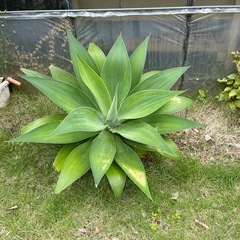 問合せ多数！観葉植物¥1000~